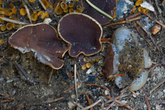 Daleomyces