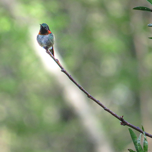 Ruby-throated Hummingbird photographed in Rhode Island