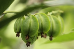 Epidendreae