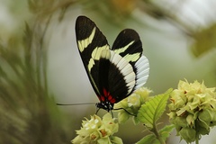 Heliconius eleuchia eleuchia