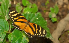 Eresia ithomioides alsina