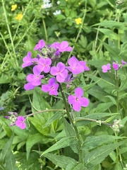 Hesperis matronalis