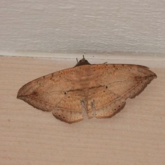 Hulodes donata