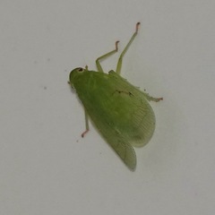 Tropiduchinae