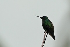 Saucerottia cyanifrons