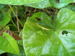 Tithrone roseipennis