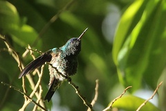 Saucerottia cyanifrons