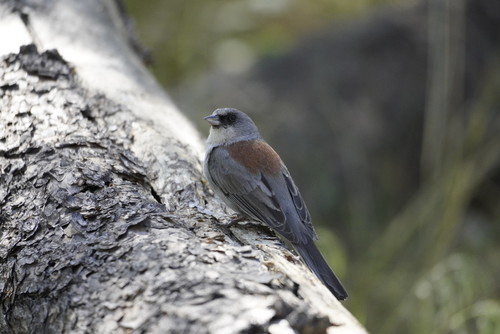 Red-backed Junco photographed in Arizona