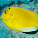 Threespot Angelfish - Photo (c) Mark Rosenstein, some rights reserved (CC BY-NC-SA)
