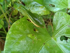 Tithrone roseipennis