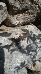 Mediodactylus kotschyi