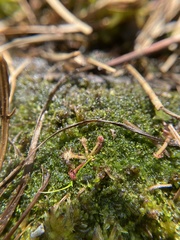 Odontoschisma sphagni