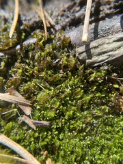 Odontoschisma sphagni