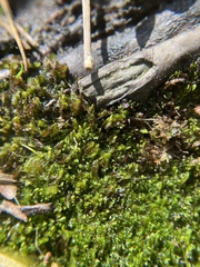 Odontoschisma sphagni