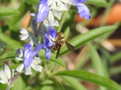 Dianthidium texanum