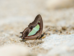 Polyura athamas