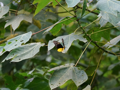Troides amphrysus