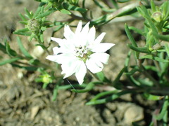 Blepharipappus scaber