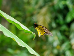 Troides amphrysus