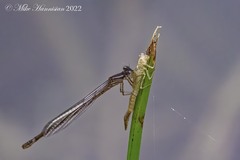 Enallagma geminatum