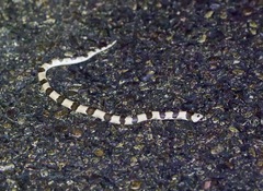 Phyllorhynchus browni