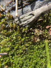 Odontoschisma sphagni