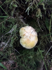 Cantharellus pallens