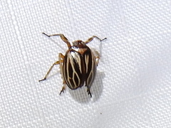 Phylloscelis atra