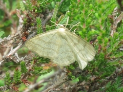 Scopula ternata