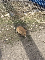 Oryctolagus cuniculus