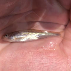 Notropis volucellus