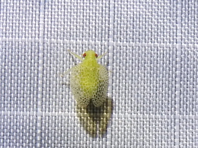 Dictyonissus griphus