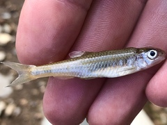 Notropis volucellus