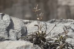 Tillandsia purpurea