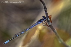 Enallagma recurvatum