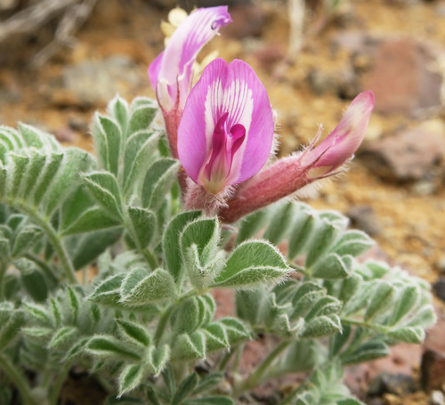 cobblestone milkvetch (Astragalus nudisiliquus)
