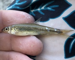 Notropis volucellus