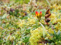 Gentianella hirculus