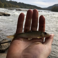 Nocomis platyrhynchus