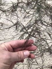 Schizachyrium maritimum