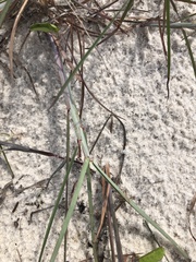 Schizachyrium maritimum
