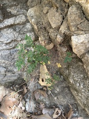 Pellaea andromedifolia