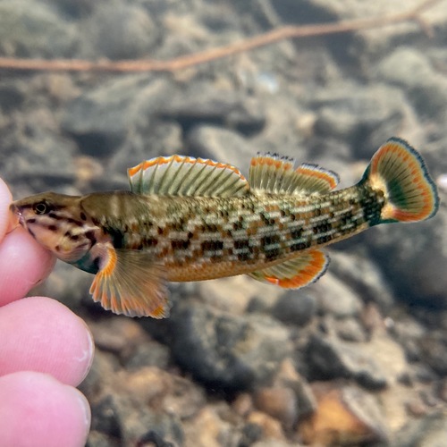 Redline darter (Etheostoma rufilineatum) — Percidae — 3