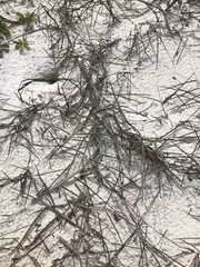 Schizachyrium maritimum