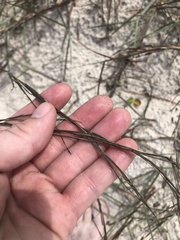 Schizachyrium maritimum