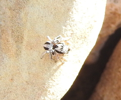 Habronattus virgulatus
