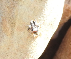 Habronattus virgulatus