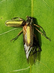 Dichelonyx linearis