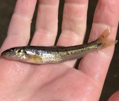 Phenacobius teretulus