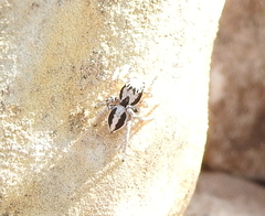 Habronattus virgulatus